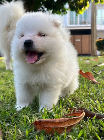 Japanese Spitz  รูปที่ 14