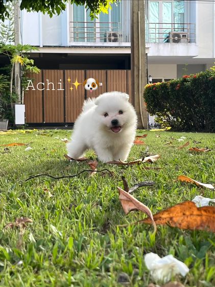Japanese Spitz  รูปที่ 7
