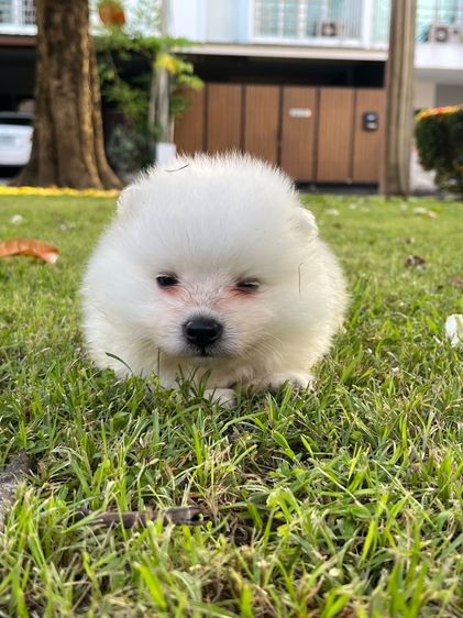 Japanese Spitz  รูปที่ 16