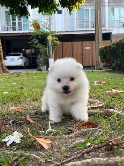 Japanese Spitz  รูปที่ 18