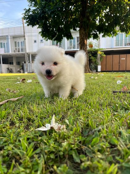 Japanese Spitz  รูปที่ 13