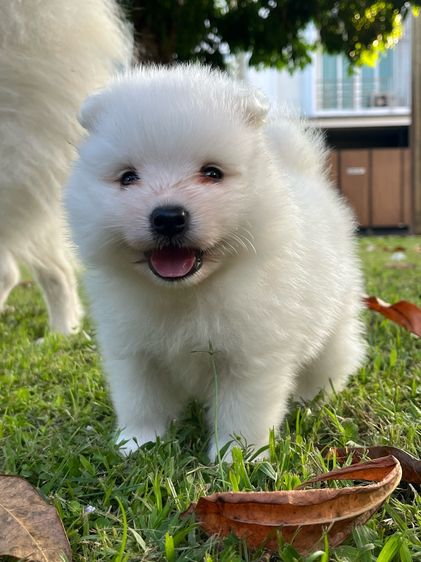 Japanese Spitz 