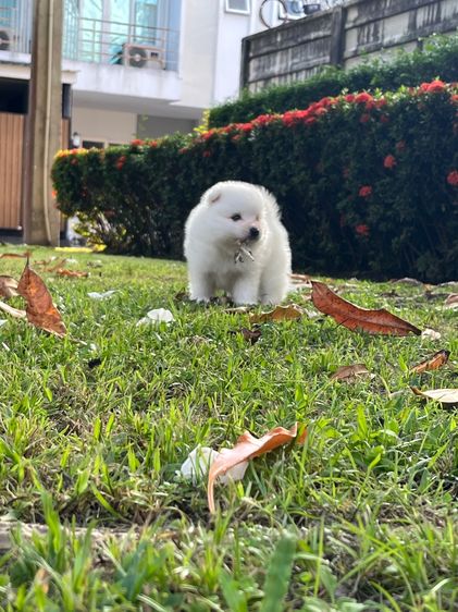 Japanese Spitz  รูปที่ 5