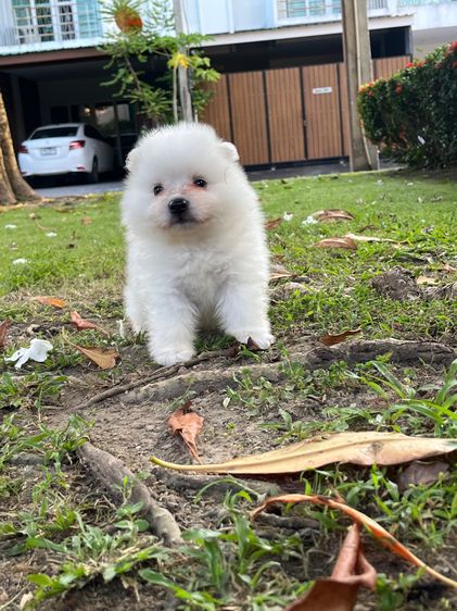 Japanese Spitz  รูปที่ 11