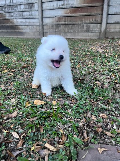 Japanese Spitz  รูปที่ 12