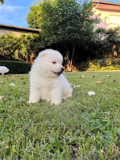 Japanese Spitz  รูปที่ 15