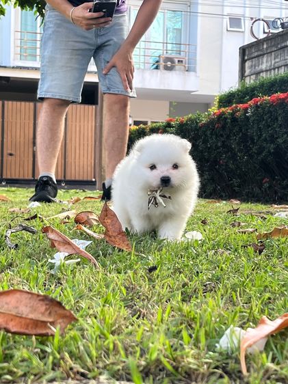 Japanese Spitz  รูปที่ 6
