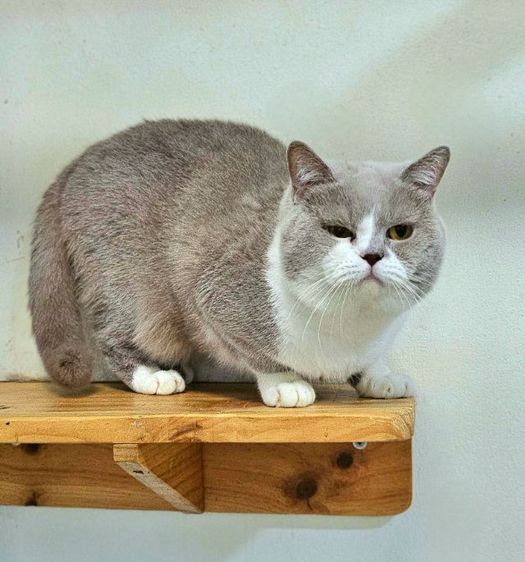 BRI c 03 หนุ่มบริติช ไลแลค ไบคัลเลอร์