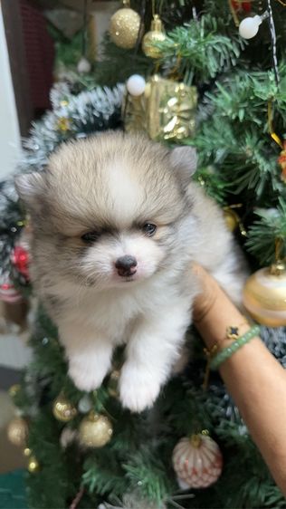 ปอมเมอเรเนียน รูปที่ 2