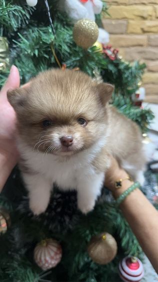 ปอมเมอเรเนียน รูปที่ 4