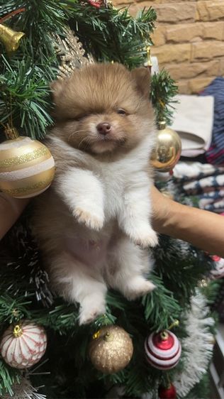 ปอมเมอเรเนียน รูปที่ 5