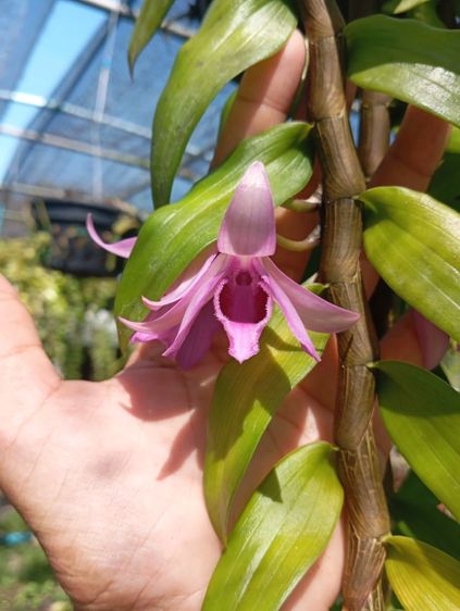 ต้นกล้วยไม้เอื้องสายหลวง-ครั่ง(ลูกผสม)