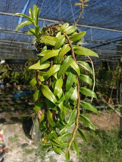 ต้นกล้วยไม้เอื้องสายหลวง-ครั่ง(ลูกผสม) รูปที่ 3