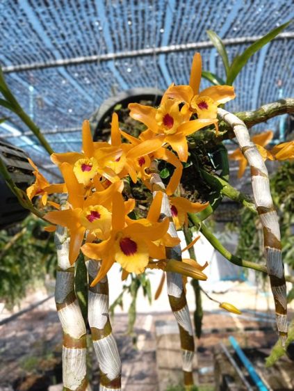 ต้นกล้วยไม้เหลืองจันท์-ซันไรส์ รูปที่ 2