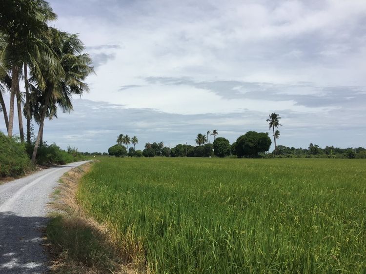 ที่ดินเมืองสุพรรณบุรี รูปที่ 3
