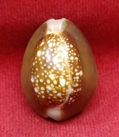 💟 เบี้ยแก้ อุดชัน ฝังตะกรุด เก่าสวย