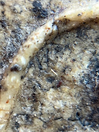 พระสมเด็จวัดระฆังพิมพ์ใหญ่สวย รูปที่ 11