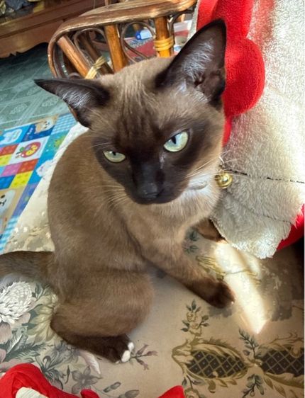 วิเชียร์มาศ