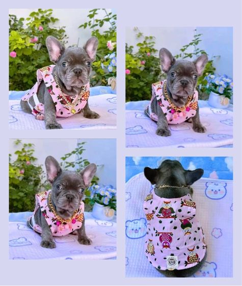 เฟรนบลูด็อก บลูแทนติดเสือ หญิง  รูปที่ 5