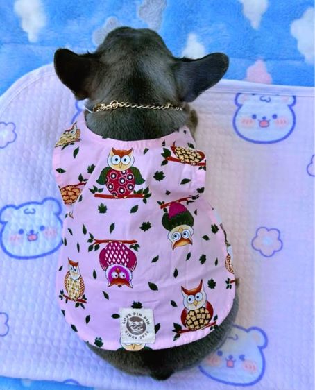 เฟรนบลูด็อก บลูแทนติดเสือ หญิง  รูปที่ 4