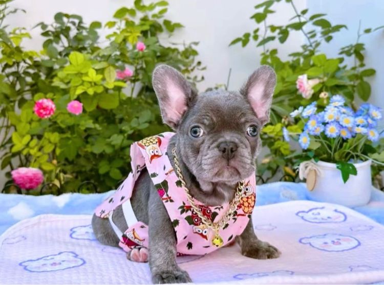 เฟรนช์ บูลด็อก (French Bulldog) เล็ก เฟรนบลูด็อก บลูแทนติดเสือ หญิง 