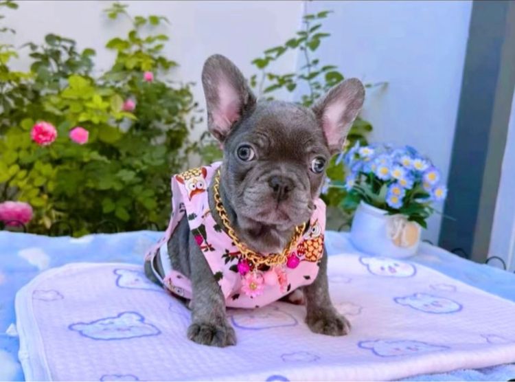 เฟรนบลูด็อก บลูแทนติดเสือ หญิง  รูปที่ 2