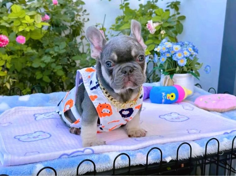 เฟรนบลูด็อก ไลแลคบลูแทน ชาย รูปที่ 2