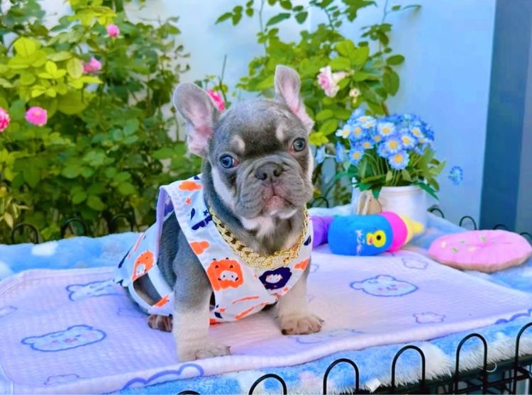 เฟรนช์ บูลด็อก (French Bulldog) เล็ก เฟรนบลูด็อก ไลแลคบลูแทน ชาย