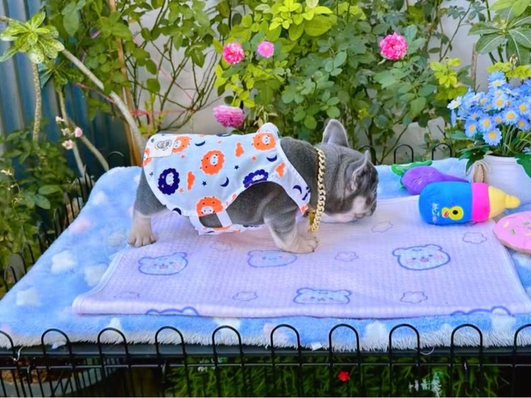 เฟรนบลูด็อก ไลแลคบลูแทน ชาย รูปที่ 5