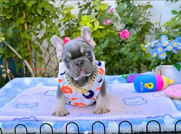 เฟรนบลูด็อก ไลแลคบลูแทน ชาย รูปที่ 3