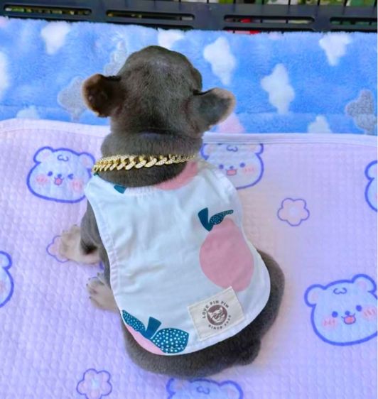 เฟรนบลูด็อก ไลแลคบลูแทน ชาย รูปที่ 5