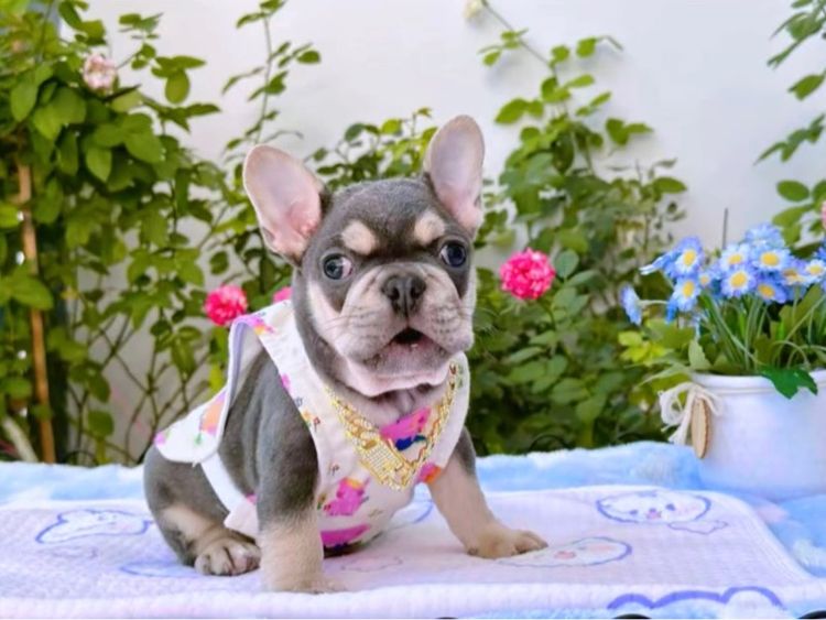 เฟรนช์ บูลด็อก (French Bulldog) เล็ก เฟรนบลูด็อก ไลแลคบลูแทน ชาย