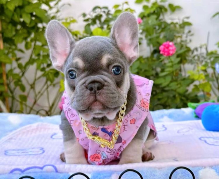 เฟรนช์ บูลด็อก (French Bulldog) เล็ก เฟรนบลูด็อก ไลแลคบลูแทน หญิง
