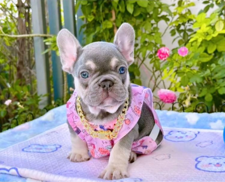 เฟรนบลูด็อก ไลแลคบลูแทน หญิง รูปที่ 2