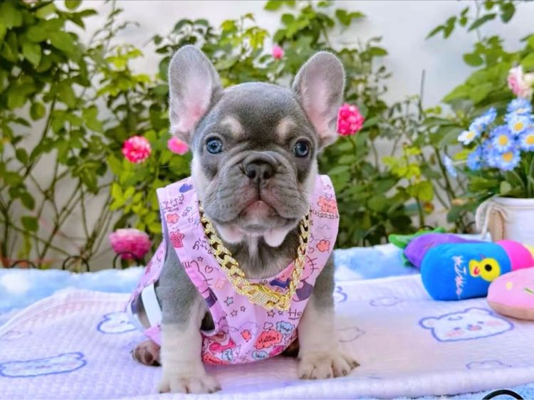 เฟรนบลูด็อก ไลแลคบลูแทน หญิง รูปที่ 3