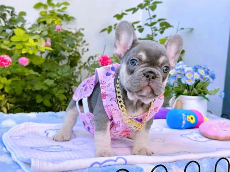 เฟรนบลูด็อก ไลแลคบลูแทน หญิง รูปที่ 4