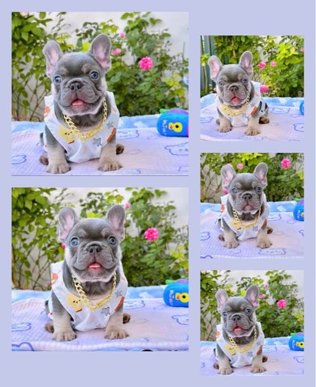 เฟรนบลูด็อก ไลแลคบลูแทน หญิง รูปที่ 6