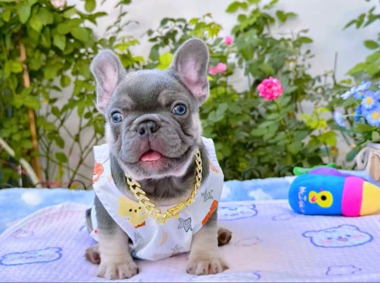 เฟรนช์ บูลด็อก (French Bulldog) เล็ก เฟรนบลูด็อก ไลแลคบลูแทน หญิง