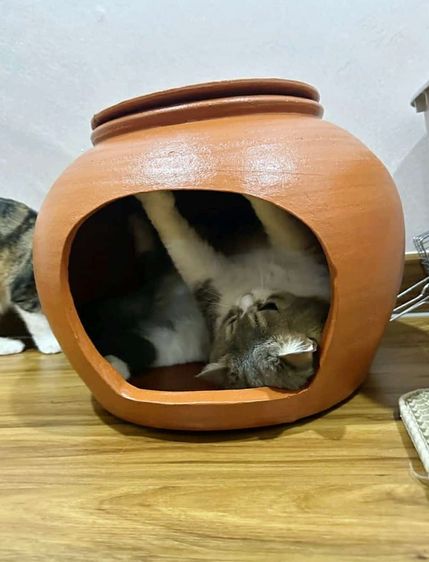 โอ่งแมวดินเผา 16นิ้วพร้อมฝา รูปที่ 4