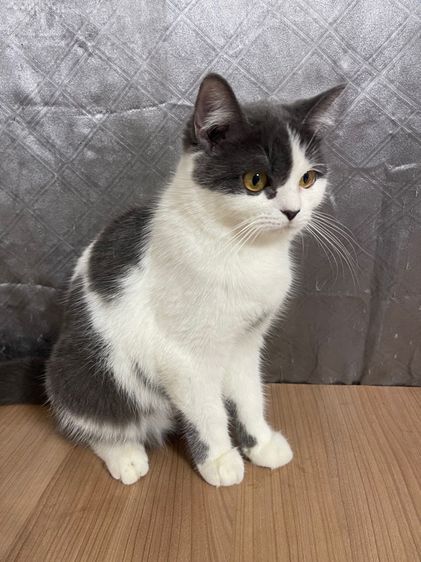 คนขายเลี้ยงเองครับ   น้องแมวพันธุ์ อเมริกันเคิร์ลผสมหิมาลายัน เพศหญิง ( สีขาว เทา ) รูปที่ 2