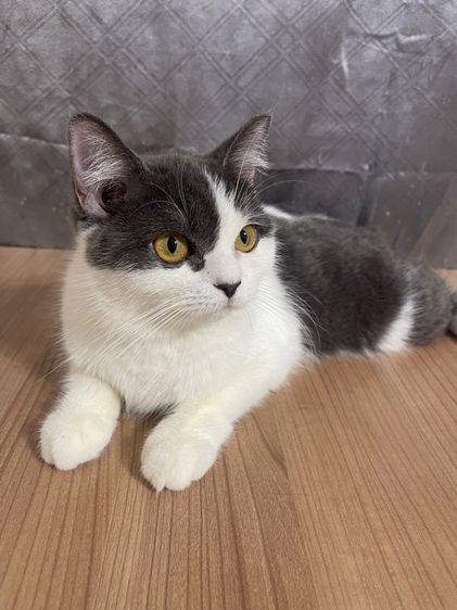 คนขายเลี้ยงเองครับ   น้องแมวพันธุ์ อเมริกันเคิร์ลผสมหิมาลายัน เพศหญิง ( สีขาว เทา ) รูปที่ 3