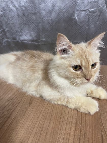 น้องแมวพันธุ์ หิมาลายันผสมชินชิล่า เพศผู้  รูปที่ 4