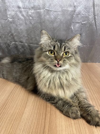 น้องแมวพันธุ์ หิมาลายันผสมชินชิล่า เพศชาย  รูปที่ 2