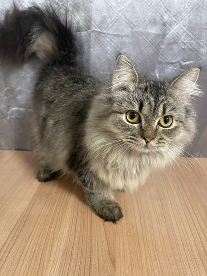 น้องแมวพันธุ์ หิมาลายันผสมชินชิล่า เพศชาย  รูปที่ 3