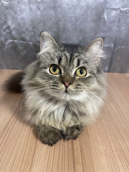 อื่นๆ น้องแมวพันธุ์ หิมาลายันผสมชินชิล่า เพศชาย 