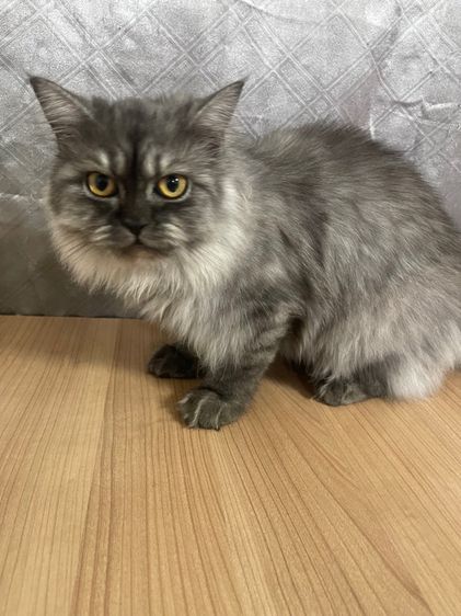 น้องแมวพันธุ์ หิมาลายันผสมชินชิล่า เพศหญิง  รูปที่ 4