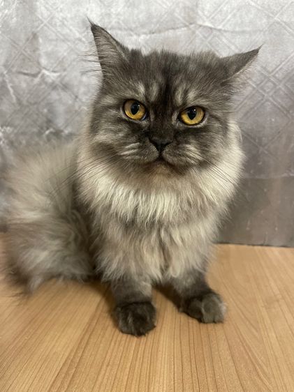 อื่นๆ น้องแมวพันธุ์ หิมาลายันผสมชินชิล่า เพศหญิง 