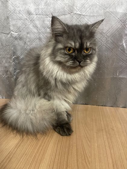 น้องแมวพันธุ์ หิมาลายันผสมชินชิล่า เพศหญิง  รูปที่ 3