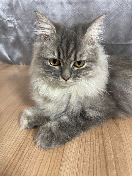 อื่นๆ น้องแมวพันธุ์ หิมาลายันผสมชินชิล่า เพศหญิง 