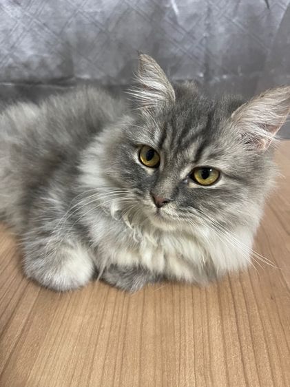 น้องแมวพันธุ์ หิมาลายันผสมชินชิล่า เพศหญิง  รูปที่ 2